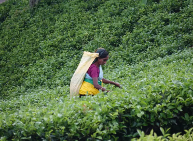 Tea picking