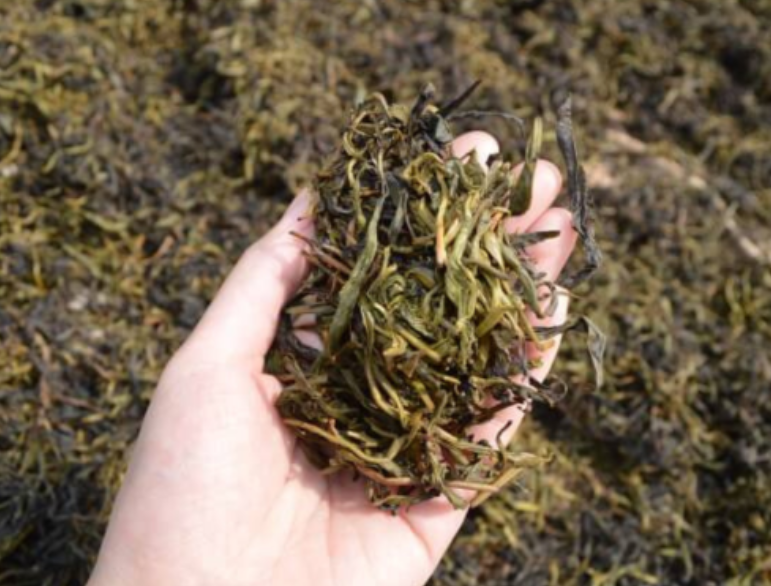 Choy fermentatsiyasi