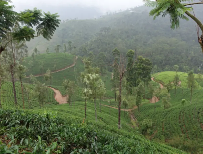 Choy plantatsiyalari