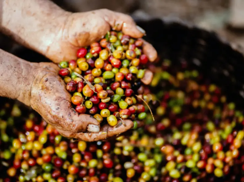 Picked coffee cherries